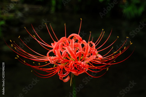 Ethereal crimson lycoris radiata flower isolated on moody dark nature background