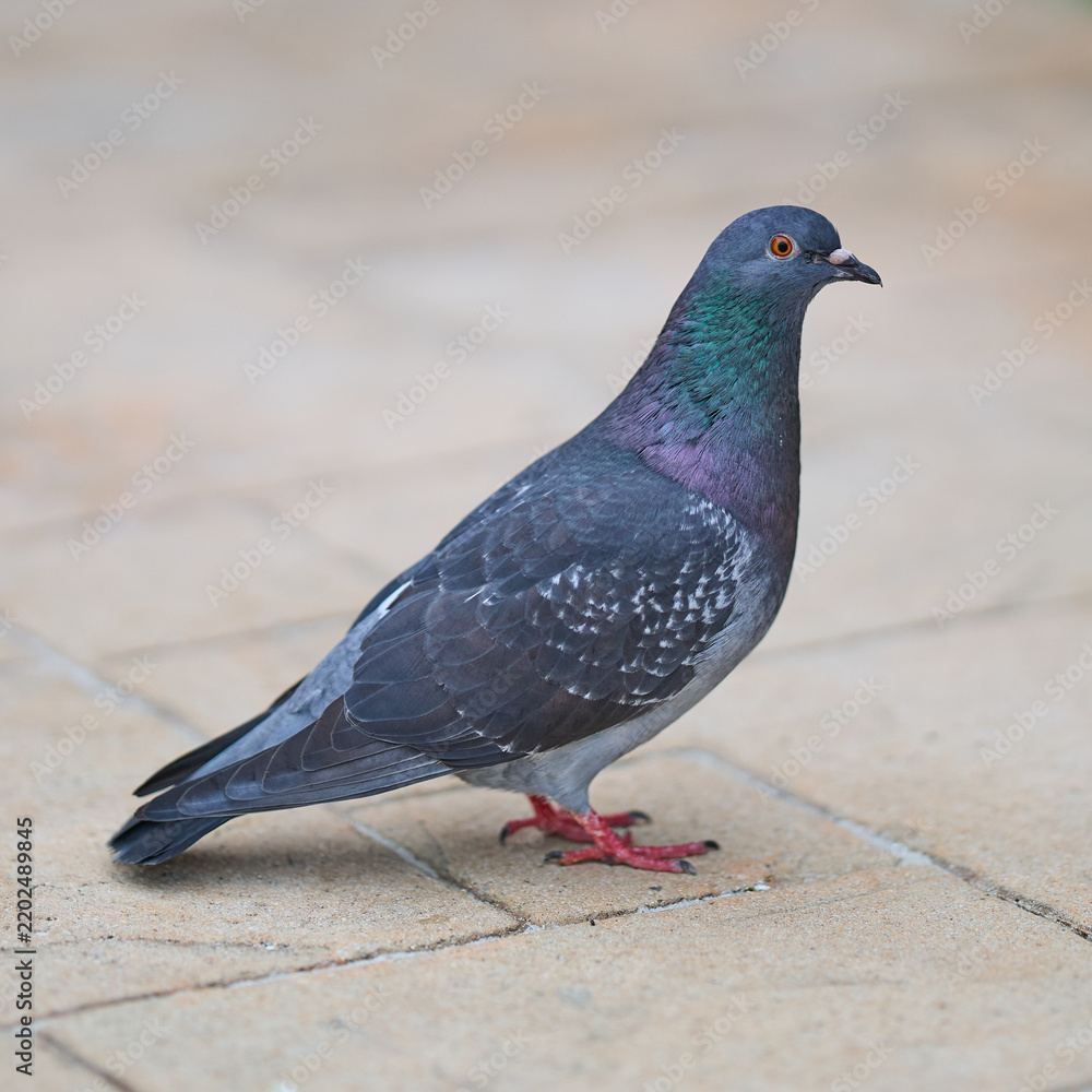 Obraz premium colourful Common Pigeon Rock Dove Columba livia standing on beige tile floor in Miami