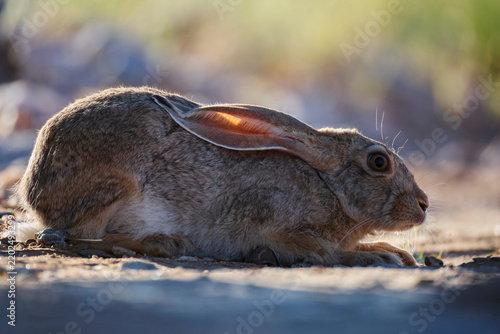 Cape scrub hare resting on rocky ground