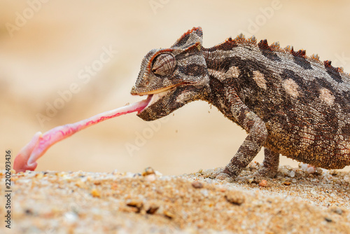 Namaqua chameleon hunting prey on sand