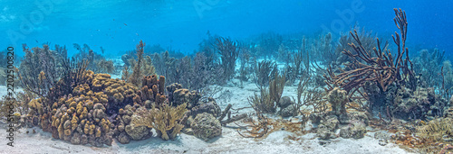 Caribbean coral garden, underwater Bonaire