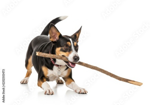 Playful dog holding a stick isolated on transparent background for pet services and media