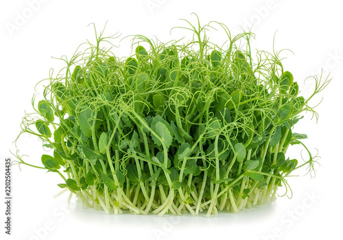 Fresh microgreens with long roots