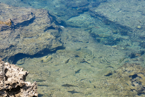 潮溜まりの熱帯魚が身近に見られる熱帯魚の家