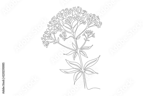 Single line drawing of a blooming valerian plant