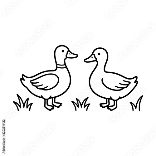 Bild auf Leinwand Two cute ducks standing on green grass simple line art illustration for kids and