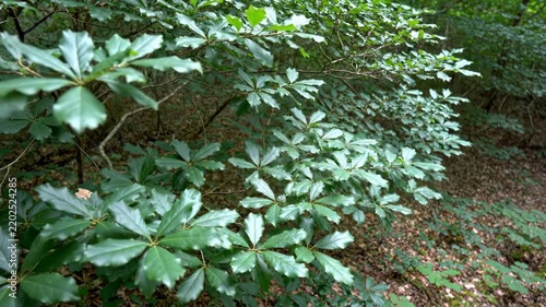 Dense glossy foliage rippling quietly across a shaded woodland understory, layered green leaves and branching stems forming rich natural texture above a softly blurred forest floor in calm air