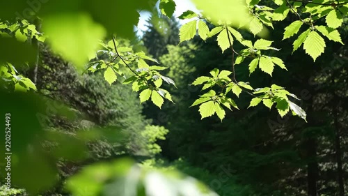 Bright serrated leaves swaying beneath a forest opening, sunlit edges and layered branches framing deep green woodland shade to create a fresh summer canopy view with soft natural movement outdoors