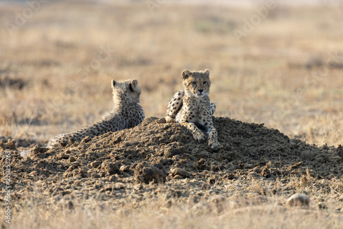 Two cheetah cubs resting on a rhino midden