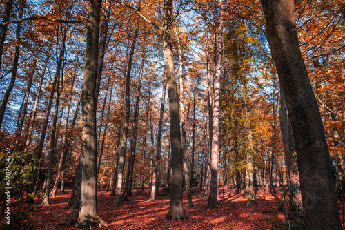 Autumn woodland in Windsor Great Park, Berkshire, England, carpeted with golden leaves and glowing with warm hues of amber, orange and red beneath a canopy of fading foliage