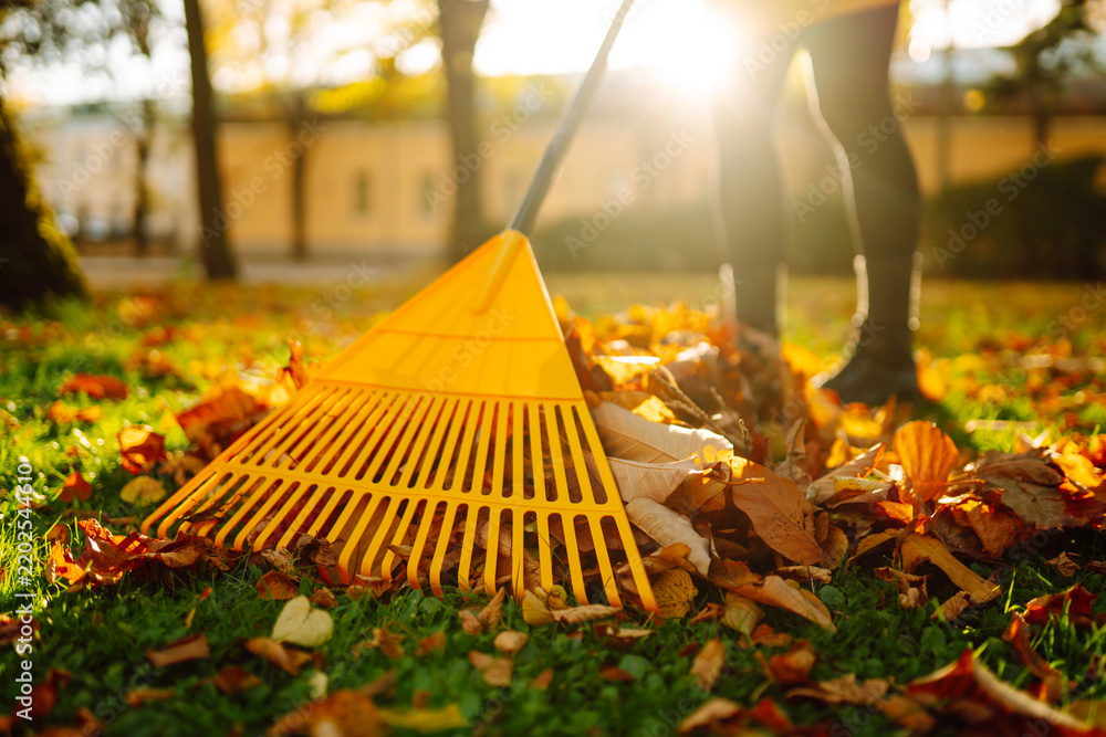 Obraz premium A person is raking colorful autumn leaves in a park. Sunlight shines through the trees, creating a bright scene. The ground is covered with fallen leaves.