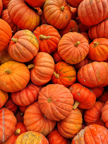 Thanksgiving harvest background featuring a rich bounty of fresh orange pumpkins