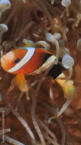 Colorful clown fish in an anemone on a tropical coral reef, Indonesia - close up shot