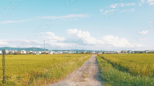 Golden Rice Field Under Blue Sky and Cumulus Clouds in Suburban Japan