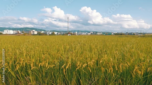 Golden Rice Field Under Blue Sky and Cumulus Clouds in Suburban Japan