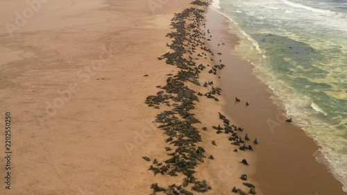 Drone tilting over seals resting on a beach and ocean waves in Cape fur, Namibia