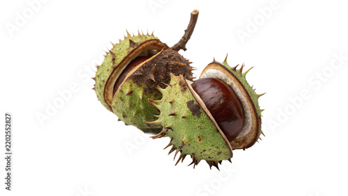 Open green prickly chestnut shell with raw brown nut on transparent background