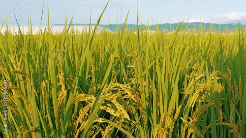 Golden Rice Ears Under a Blue Sky During Harvest Season in Japan