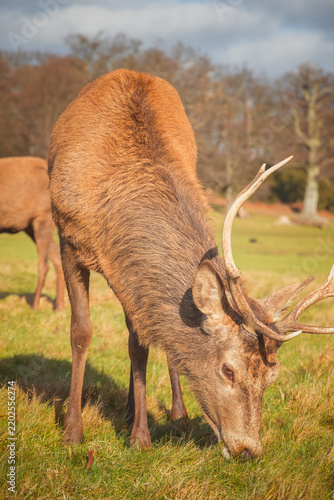 Photography Front portrait of a grazing red deer in London, during autumn season