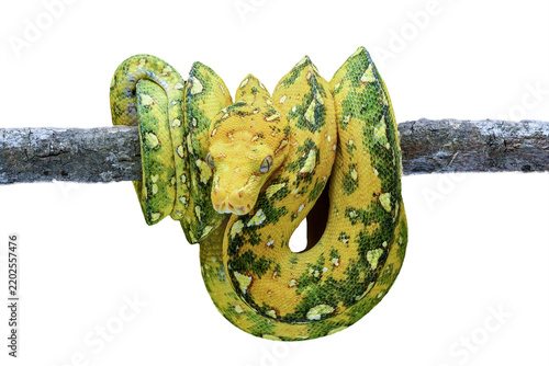 Obraz na plátně Yellow Morph Green Tree Python (Morelia viridis) Coiled on a Wooden Branch