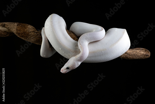 Fototapeta Blue-Eyed Leucistic Ball Python 