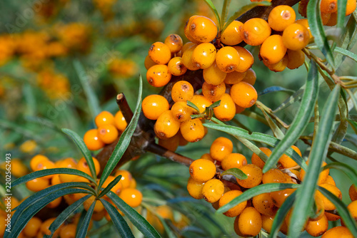 Sea Buckthorn Berries on Branch, macro, copy space