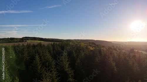 Pine forest in rural landscape