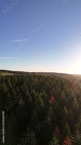 Pine forest in rural landscape