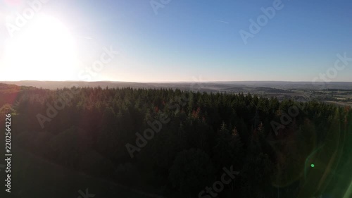 Pine forest in rural landscape