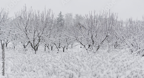 Creative and minimalist fine art background showcasing a rustic apple farm during wintertime