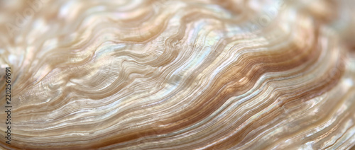 Macro abalone shell surface with soft swirling cream and bronze tones