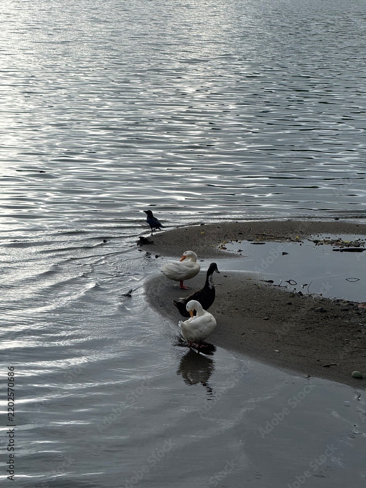 Fototapeta premium Domestic Ducks Resting on a Lakeside Sandbar
