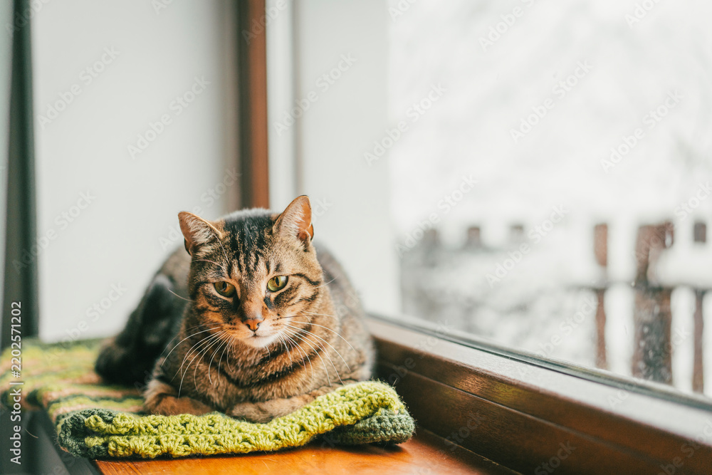 Fototapeta premium Cozy tabby cat resting on a green knitted blanket by the window in winter.