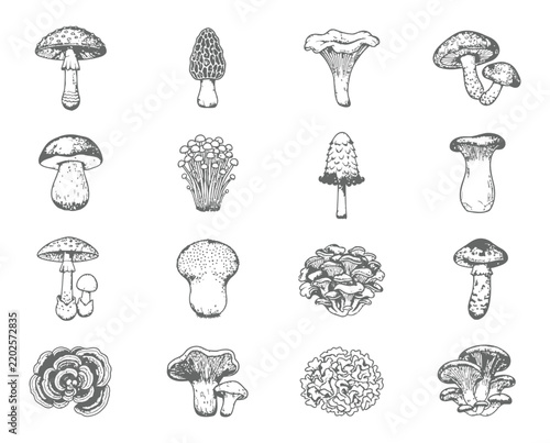Hand drawn set of various forest mushrooms