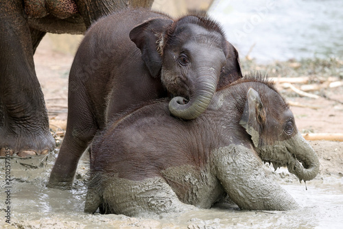 Two young Asian elephants (Elephas maximus) playing together in a mud wallow.