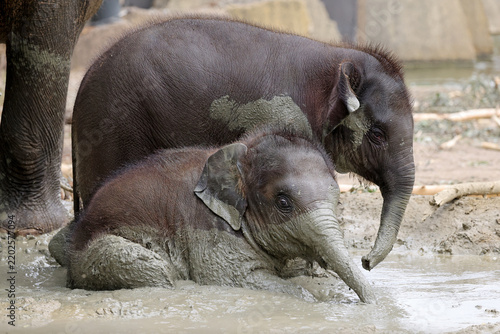 Two young Asian elephants (Elephas maximus) playing together in a mud wallow.