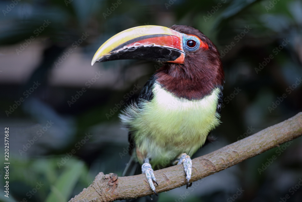Fototapeta premium Female Green Aracari (Pteroglossus viridis) Perched on a Branch