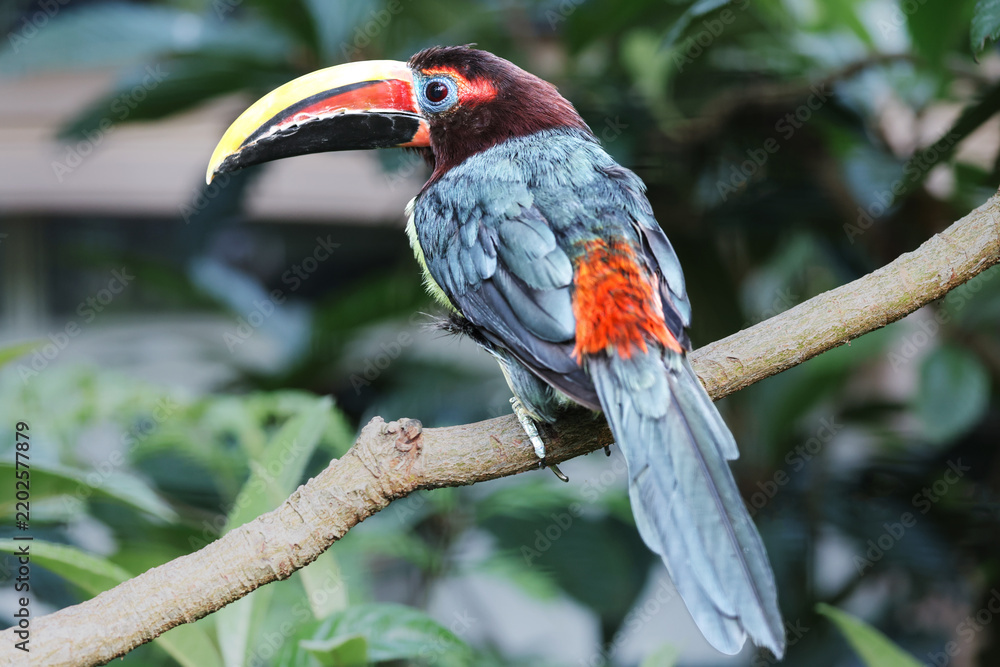 Fototapeta premium Female Green Aracari (Pteroglossus viridis) Perched on a Branch