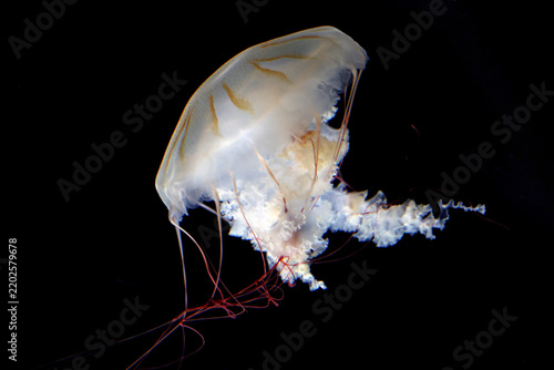 Japanese sea nettle (Chrysaora pacifica) with a translucent bell, brown-orange stripes and reddish tentacles against a black background.