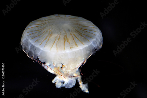Japanese sea nettle (Chrysaora pacifica) with a translucent bell, brown-orange stripes and reddish tentacles against a black background.