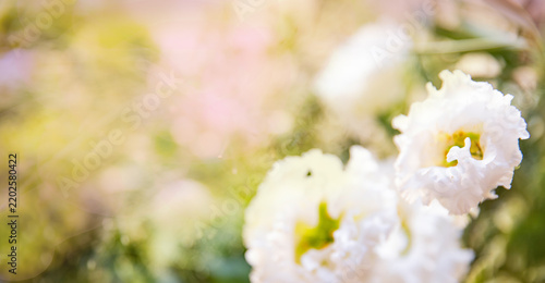 White eustoma flowers on blurred green background of sunny garden, design with space for text