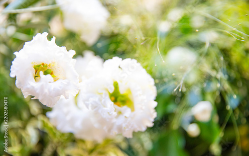 Beautiful close-up view of white double eustoma flowers surrounded by lush green foliage., design with space for text