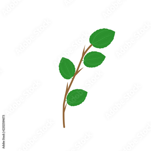 Bidara leaf vector or Ziziphus mauritiana. Bidara leaf with thorny branches. Illustration of herbal Bidara leaf. Bidara leaf herbal plant. Green Bidara leaf vector design 
