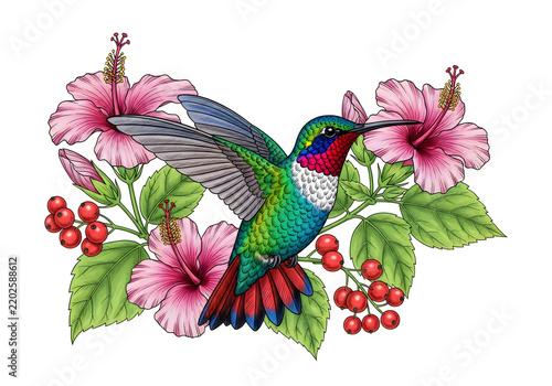 Colorful hummingbird feeding on pink flowers