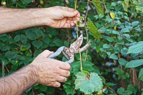 one hand holds old rusty tool pruning shears cutting brown dry thin branch on green bush in summer garden