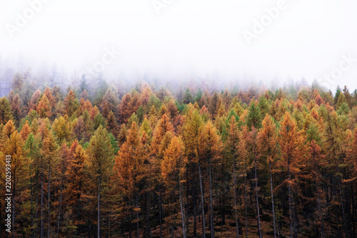 Beautiful autumn landscape with colorful treetops surrounded by white fog. Misty forest. Natural texture for background.