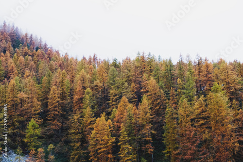 Autumn mountain forest with colorful coniferous treetops.