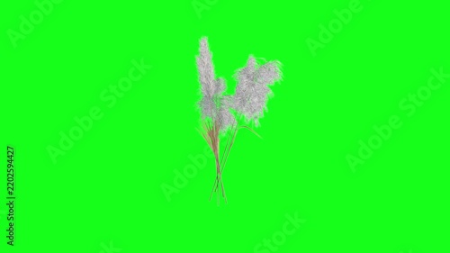 Kash Phool || Pampass Grass || Kahuwa bon
