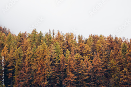 Autumn mountain forest with colorful coniferous treetops.