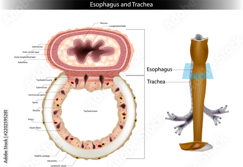 esophagus, trachea, esophagus anatomy, trachea anatomy, human anatomy, medical illustration, anatomy diagram, digestive system, respiratory system, cross section, anatomical structure, medical diagram